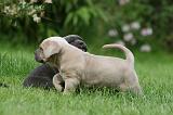 CANE CORSO 1049